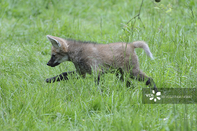 南美洲的年轻鬃狼图片素材