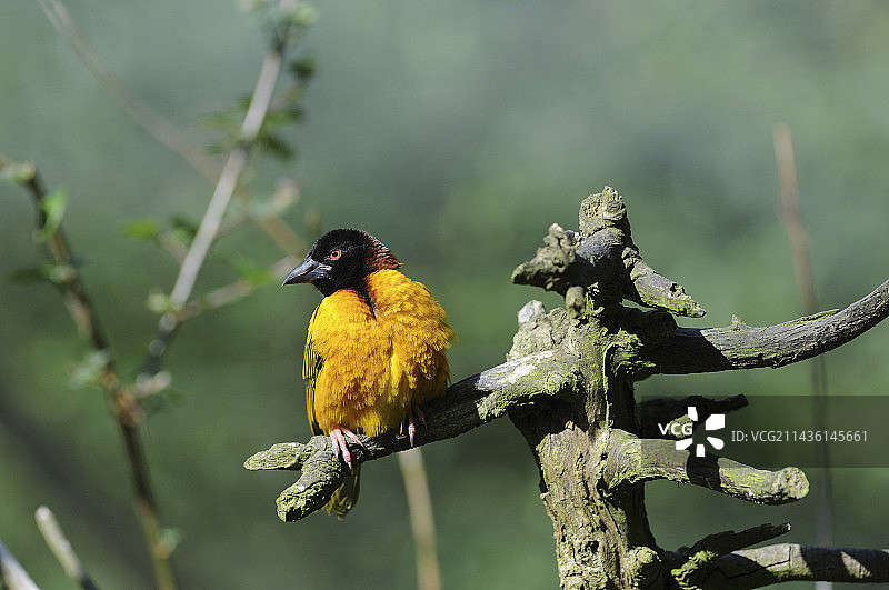 非洲树枝上的雄性织布鸟图片素材