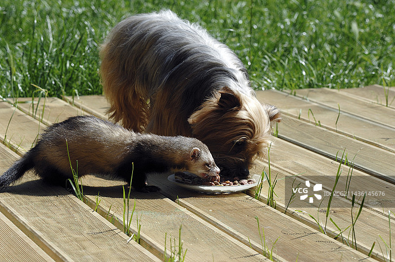 约克夏㹴和雪貂正在吃东西图片素材