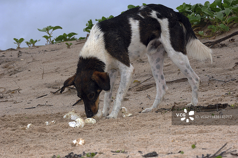 小狗寻找棱皮海龟蛋，法属圭亚那图片素材