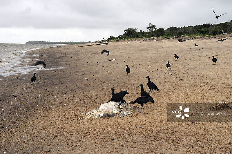 乌鸦吃掉死去的棱皮龟，法属圭亚那图片素材