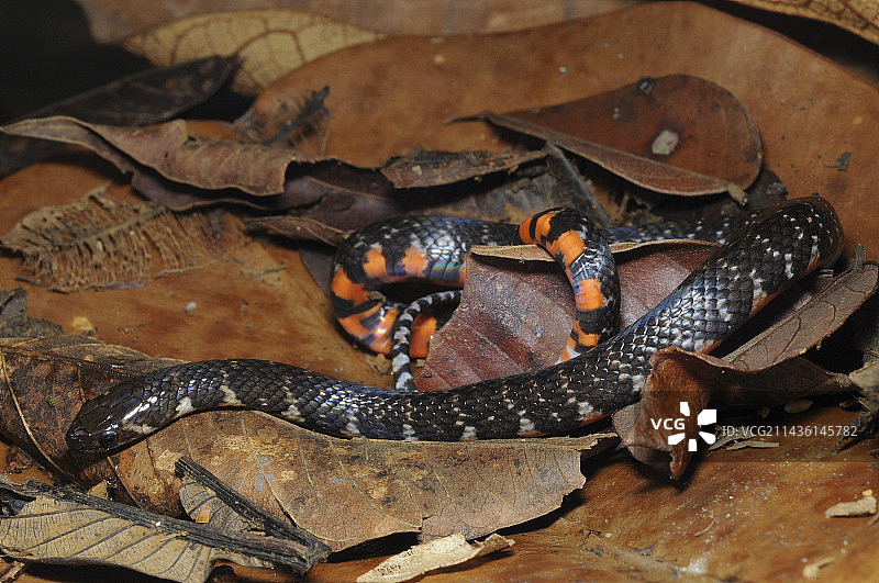 圭亚那法属领地的短地蛇图片素材