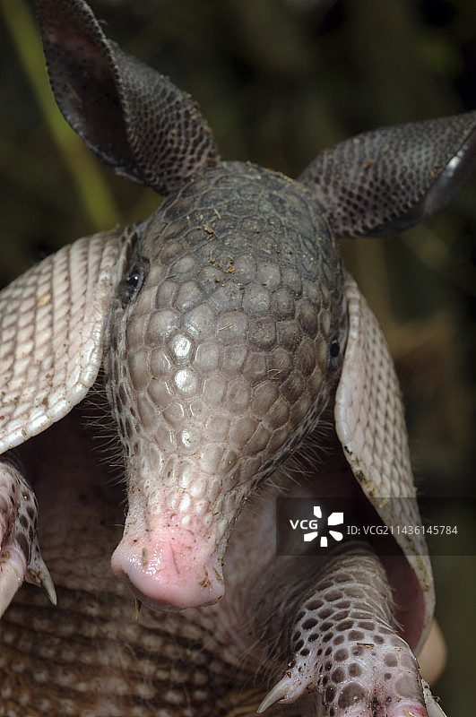 法属圭亚那九带长鼻犰狳图片素材