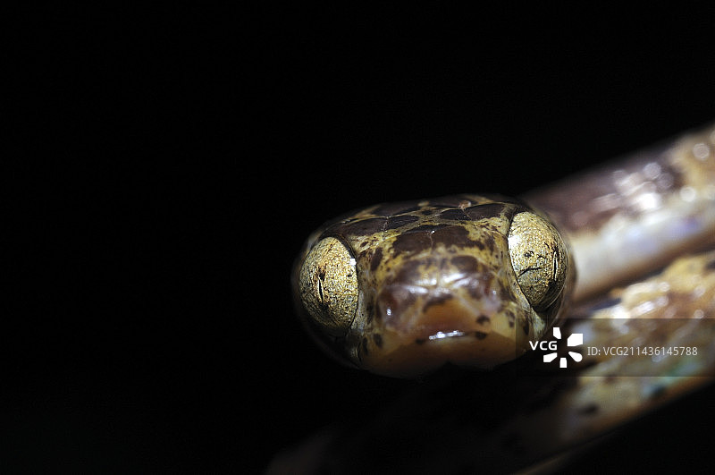 法属圭亚那钝头树蛇肖像图片素材