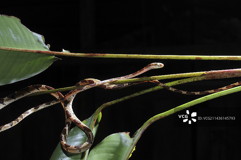 法属圭亚那钝头树蛇图片素材