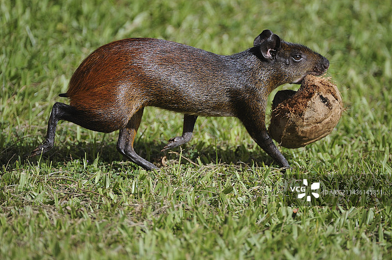 红臀刺豚鼠携带椰子，法属圭亚那图片素材