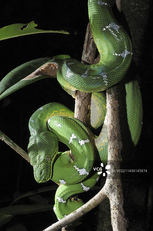 卡瓦山法属圭亚那分枝上的祖母绿树蟒图片素材