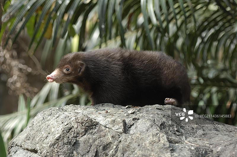 巴拉望臭獾图片素材
