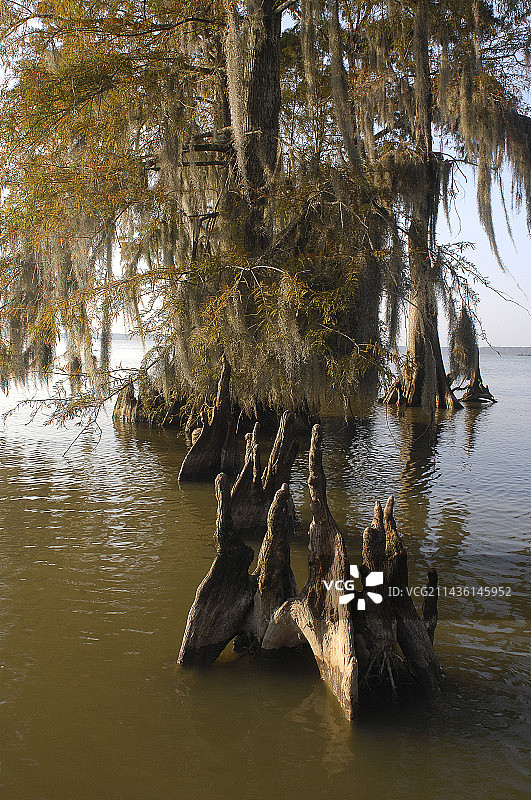 路易斯安那州秋季落羽杉气生根图片素材