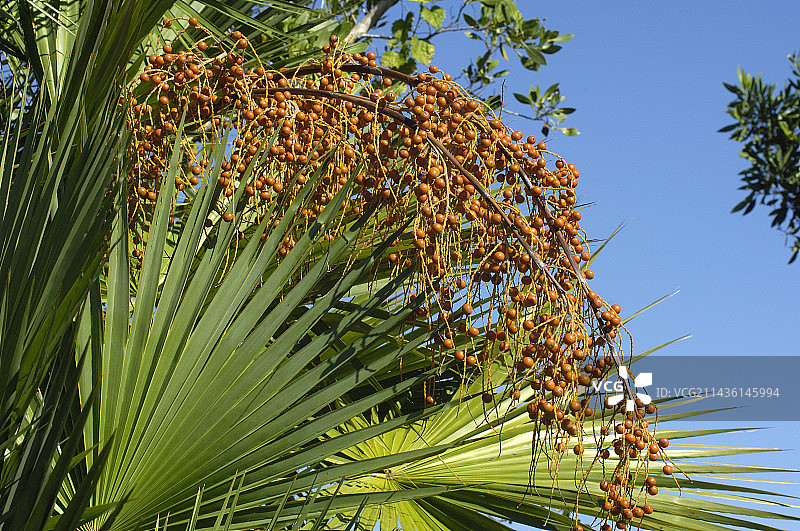 埃弗格莱兹国家公园里的多榔棕榈树叶和果实图片素材