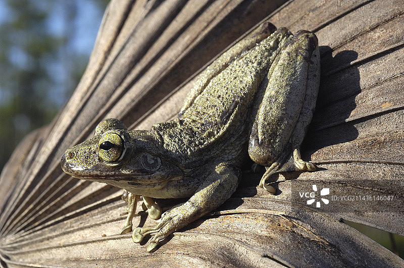 古巴树蛙，佛罗里达州大沼泽地国家公园图片素材