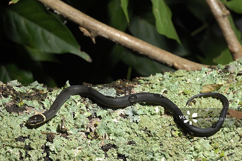 环颈蛇在长满地衣的树干上爬行图片素材