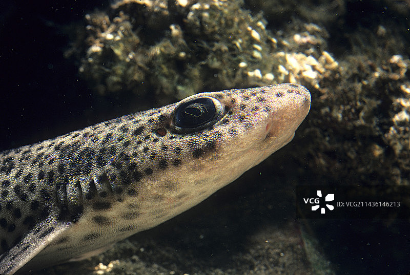 小斑猫鲨头部图片素材