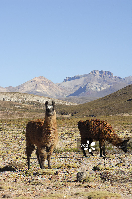 玻利维亚高原上的喇嘛图片素材