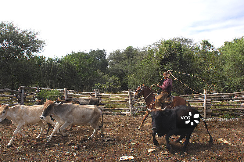 玻利维亚东南大查科卡利亚国家公园的牛仔图片素材