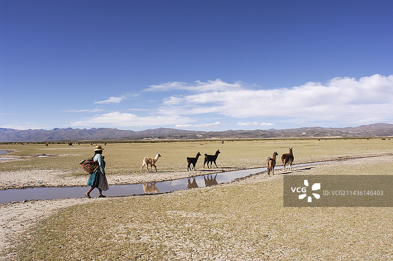 玻利维亚高原上的盖丘亚族女人和美洲驼图片素材