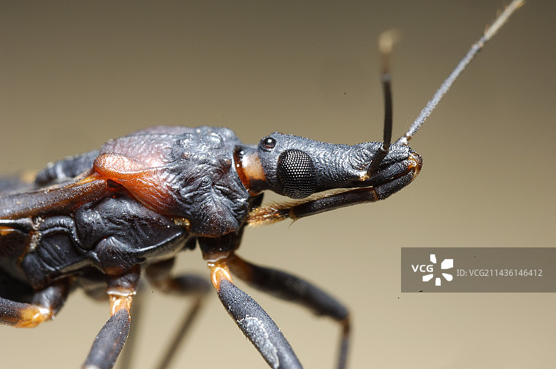 查加斯病锥猎蝽载体若虫（玻利维亚）图片素材