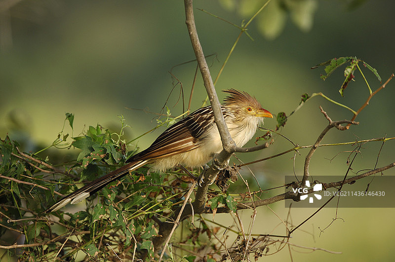 玻利维亚东南部的圭拉杜鹃图片素材
