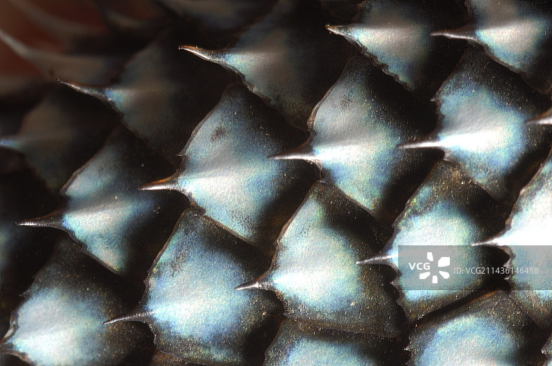 亚利桑那州奇里卡瓦山脉雅罗氏棘蜥图片素材