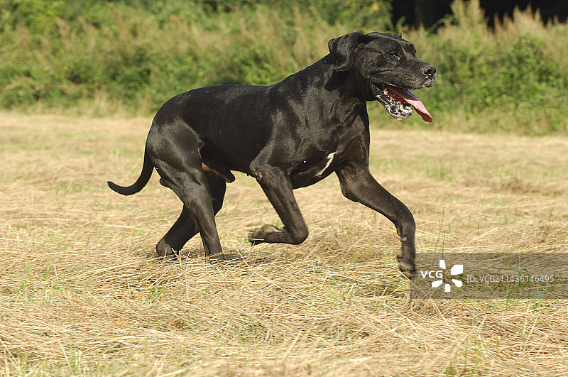 大丹犬图片图片素材