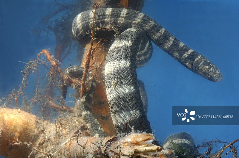 菲律宾吕宋岛的海蛇图片素材