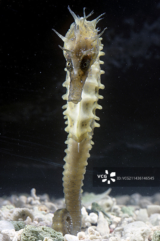 长吻海马图片素材