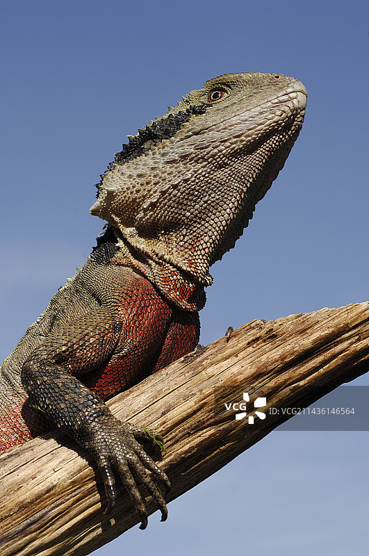雄性东方水龙肖像图片素材