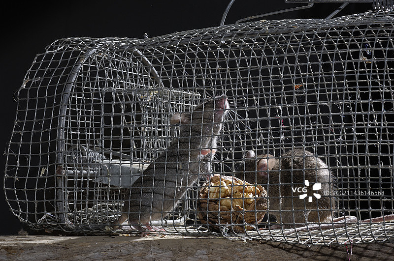 法国普瓦图的捕鼠器图片素材