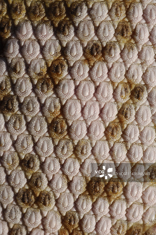 毛里塔尼亚Chinguetti沙漠蜥蜴的鳞片图片素材