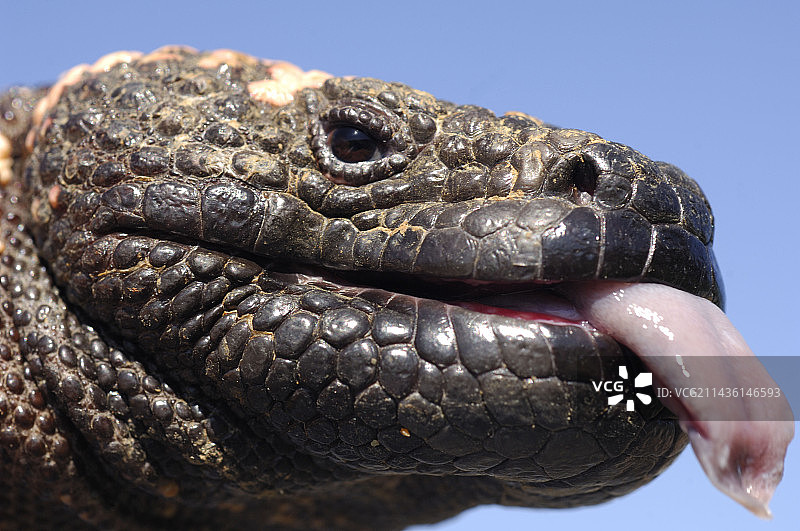 美国亚利桑那州的希拉毒蜥肖像图片素材