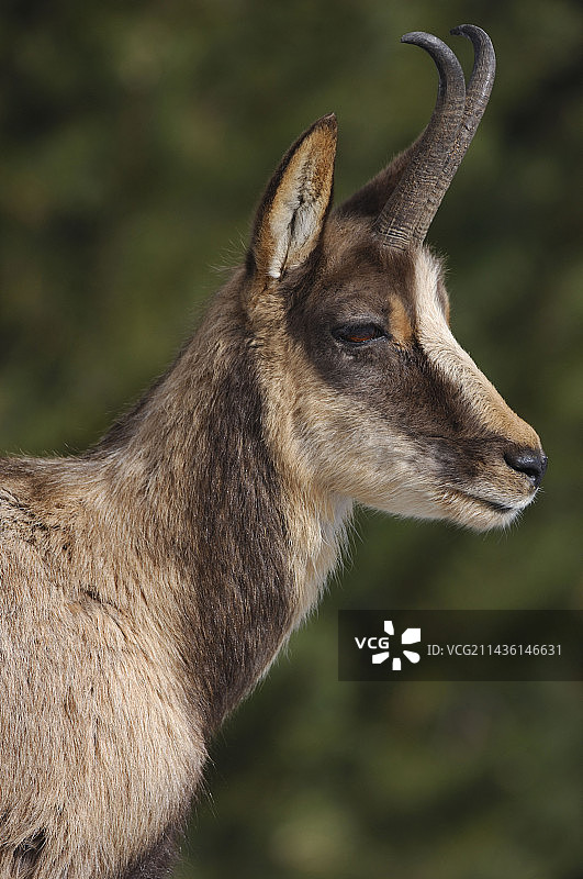 比利牛斯山脉的南部羚羊肖像图片素材