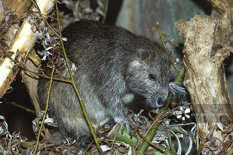 古巴土壤上进食的德氏仓鼠图片素材