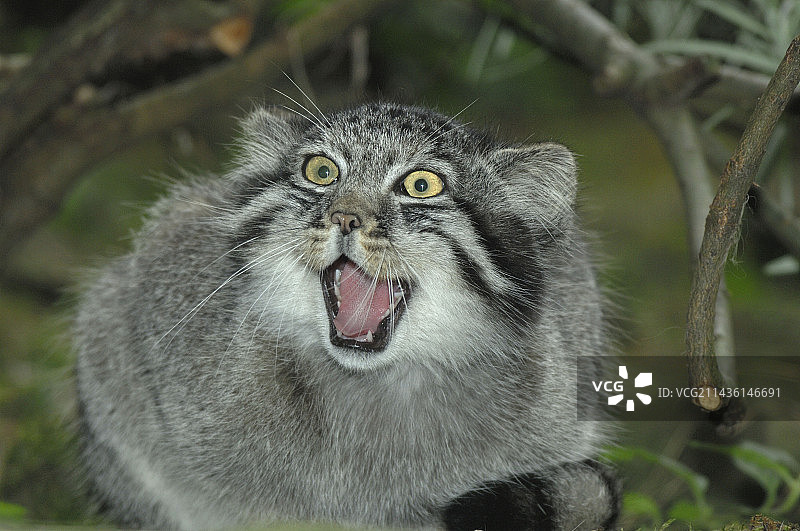 狞猫肖像图片素材