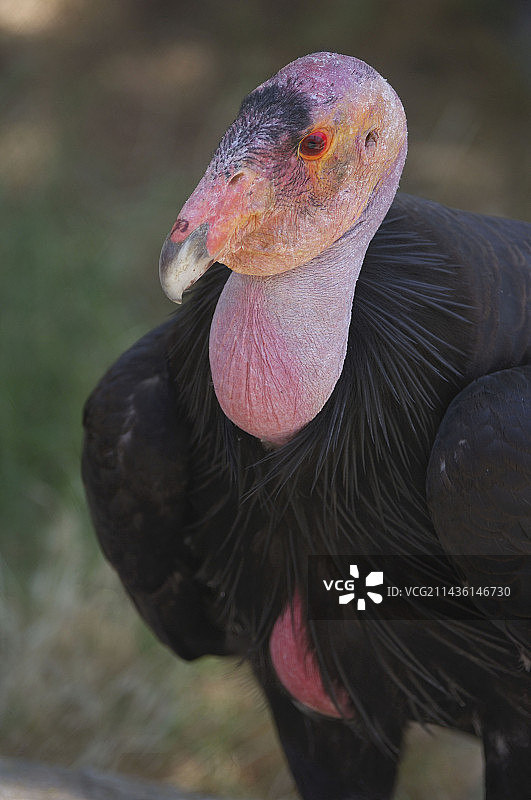 美国加州秃鹰肖像图片素材