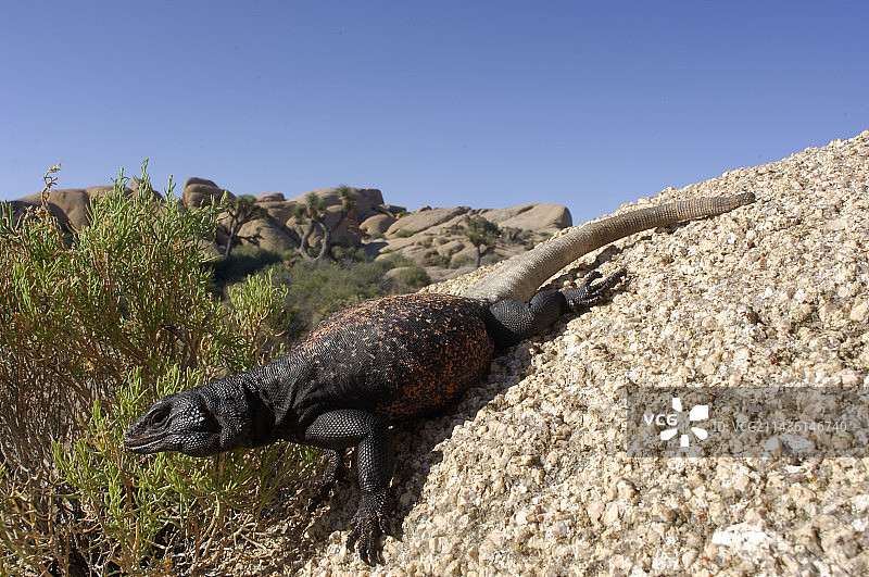 美国约书亚树国家公园的雄性查克瓦拉图片素材