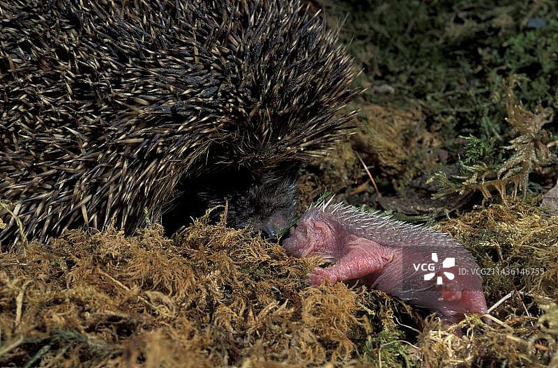 刺猬（欧洲刺猬），新生儿与母亲在巢穴里图片素材