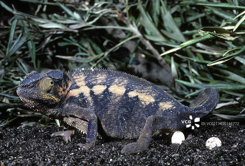 正在产卵的豹纹变色龙（雌性），马达加斯加图片素材