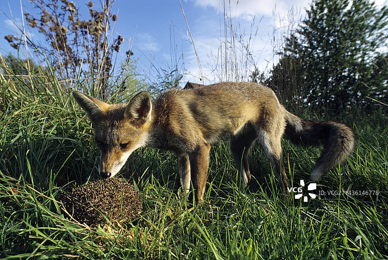 狐狸嗅刺猬（法国）图片素材