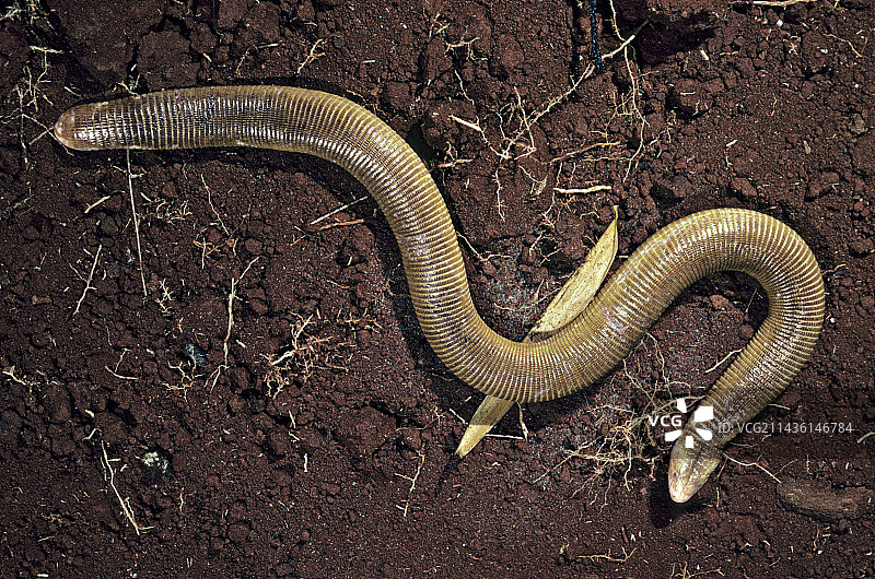 在美洲热带地区爬行的白色蚓蜥图片素材