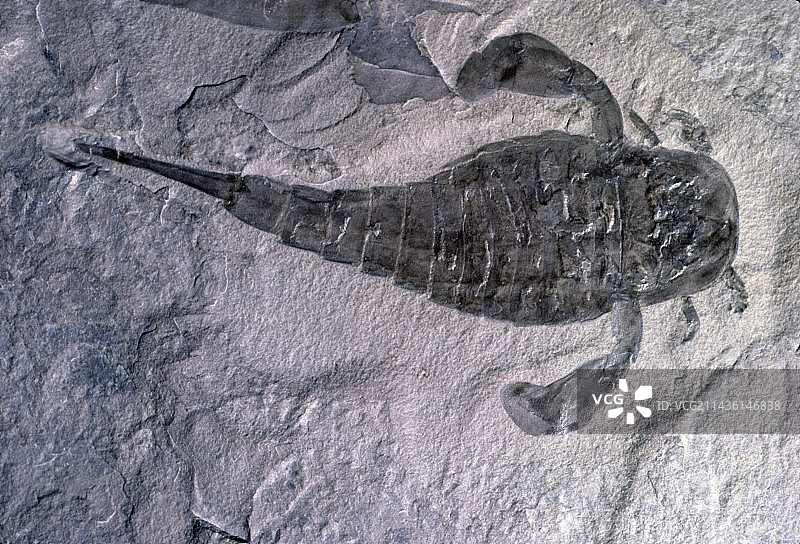 板足鲎：古生代海蝎子图片素材