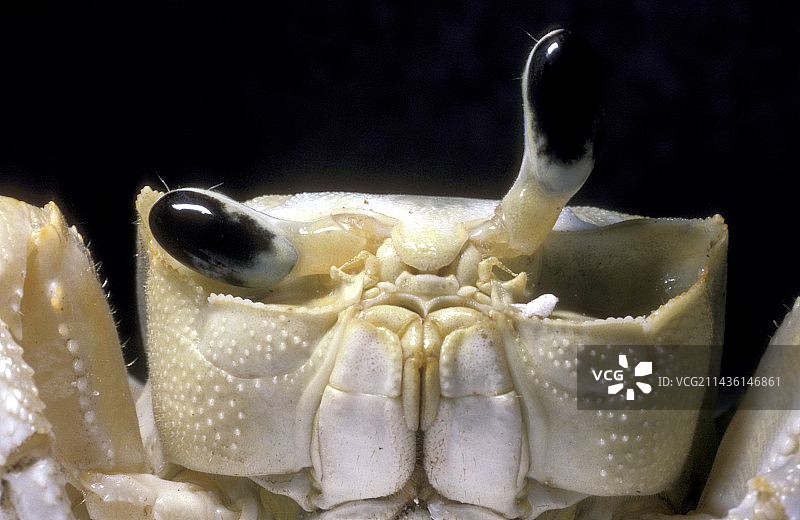 法属圭亚那幽灵蟹肖像图片素材