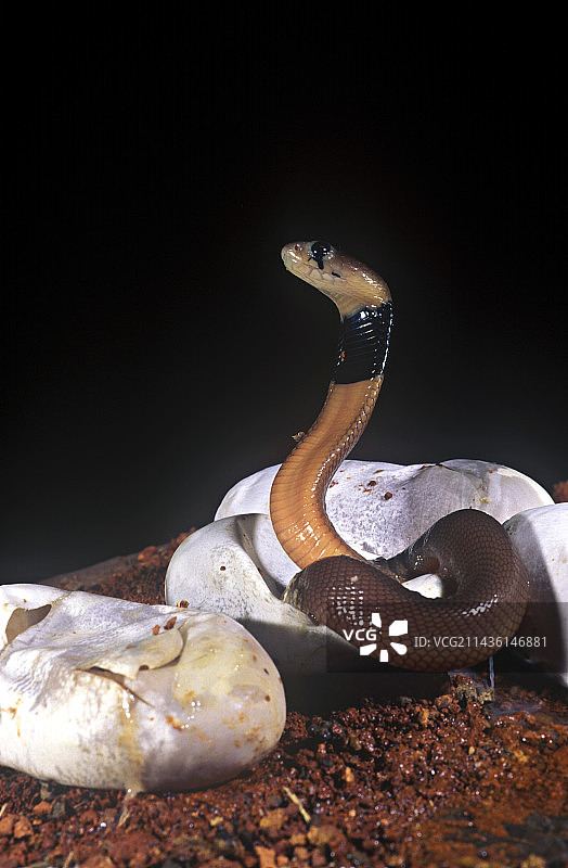 新生的东非红颈喷毒眼镜蛇图片素材