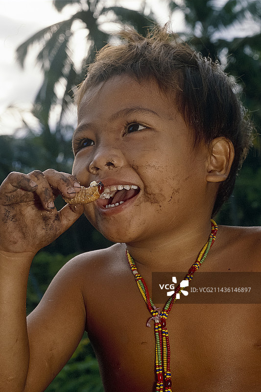 明打威儿童食用西伯鲁岛苏门答腊的甲虫幼虫图片素材