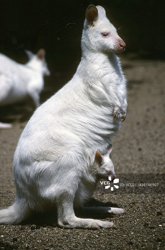 人工饲养的红颈沙袋鼠白化变种，法国图片素材