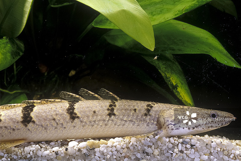 在刚果盆地捕获的虎纹恐龙王图片素材