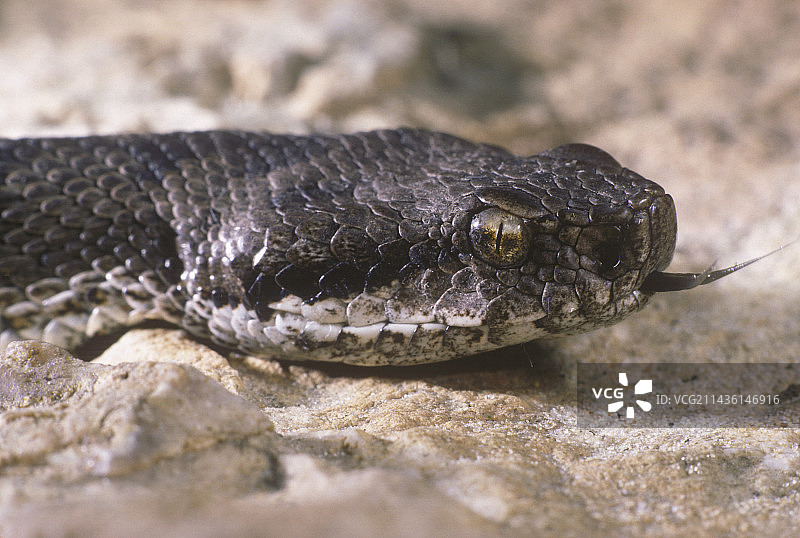 法国毒蛇肖像图片素材