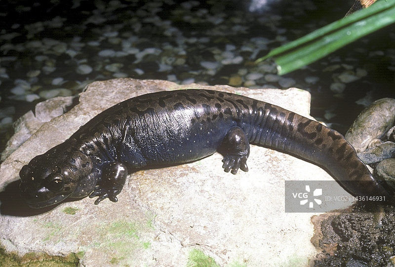 岩石上的太平洋巨型蝾螈，美国图片素材