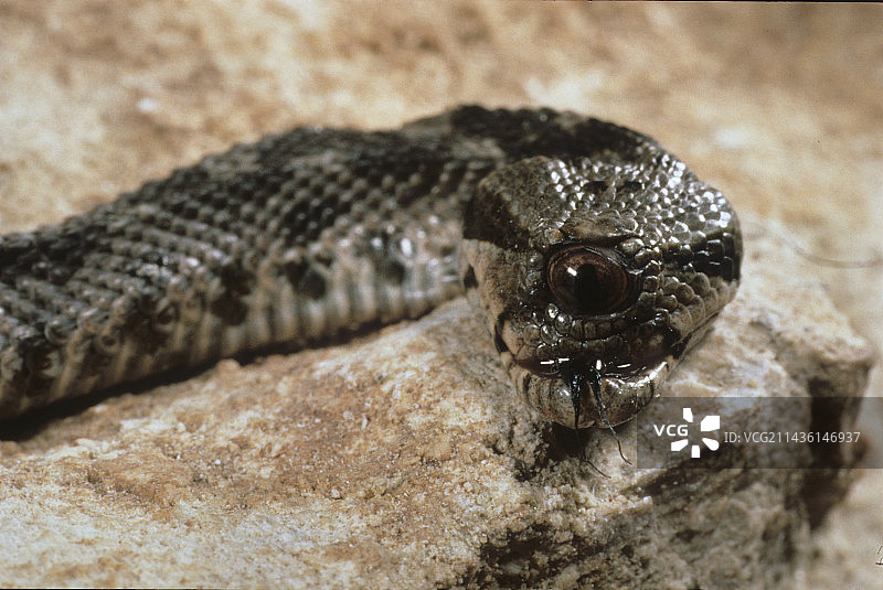 独眼奥斯曼毒蛇图片素材