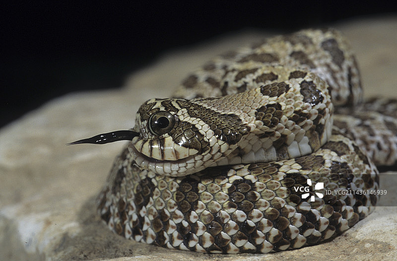 畸形的西方猪鼻蛇图片素材