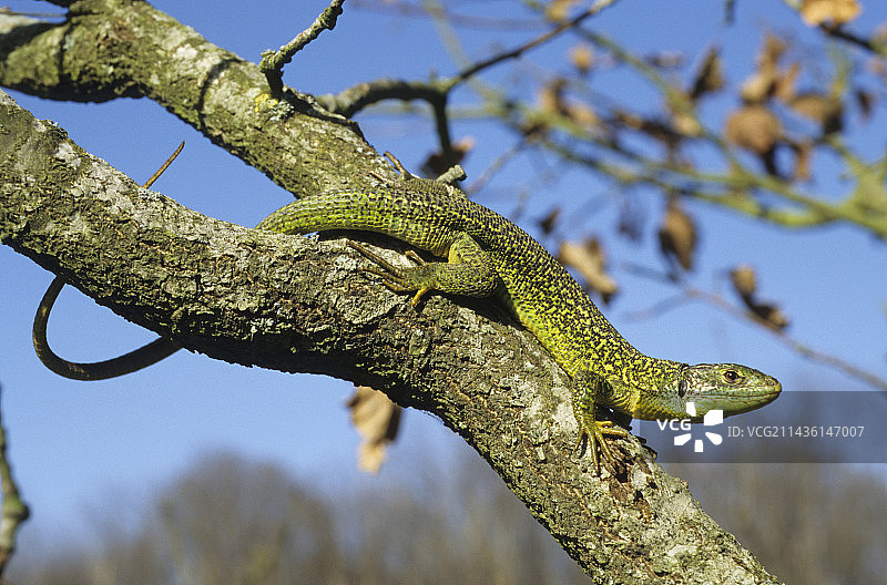 法国树枝上的欧洲绿蜥蜴图片素材